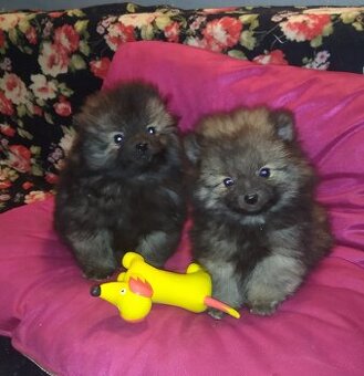 Německý špic malý s průkazem původu FCI