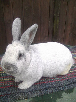 Prodám králíky Velký světlý stříbřitý.