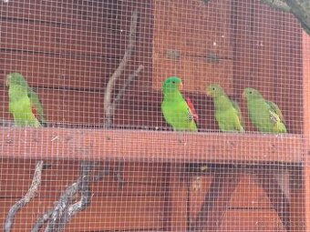 Papoušek červenokřídlý