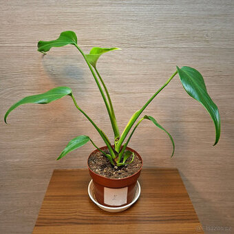 Monstera Burle Marx Flame