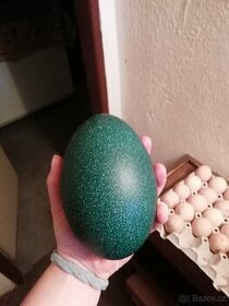 Pštrosí vejce Emu