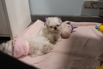 Shih-tzu s PP, Shi tzu, Shih tzu, si tzu, si cu