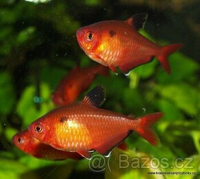 Tetra krvavá ( Hyphessobrycon eques) - 1