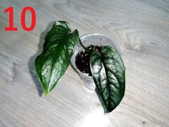 10.Monstera Siltepecana