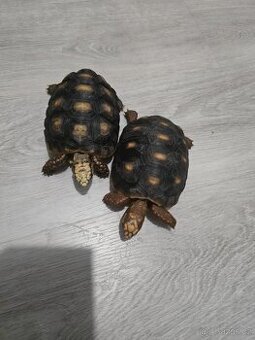 Želva Uhlířská - 3 léta mláďata - 1