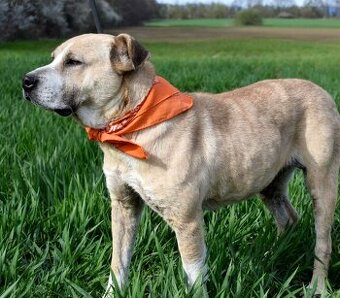 GEBBY K ADOPCI - přátelská, milá, aktivní - 1