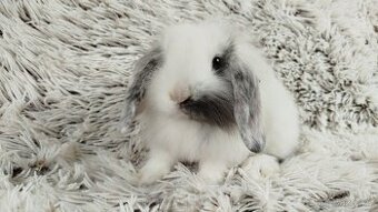 Zakrslý beránek, králík, králíček -.MINDY
