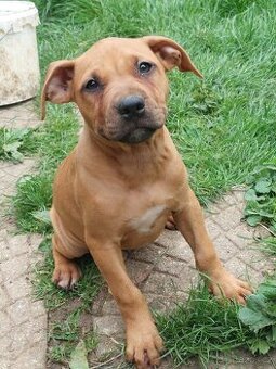 americky pitbulterier