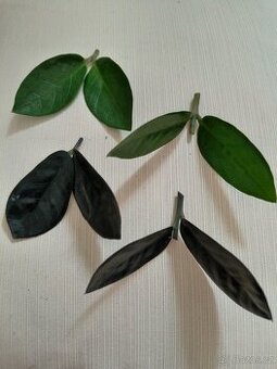 Zamioculcas Raven-černý a zelený