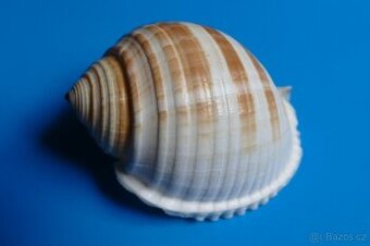 Tonna sulcosa - 1