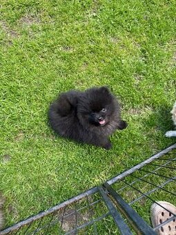 Pomeranian s PP
