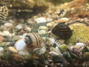 Akvarijní Plž - Neritina zebra - Neritina natalensis
