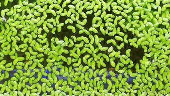 Lemna minor (okřehek menší) – vodní rostlina na prodej