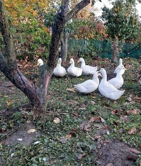Násadová vejce kachen pekingských