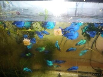 Betta splendens, Bojovnice pestrá