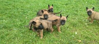 Belgický ovčák Malinois bez PP
