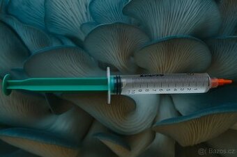 Mycelium Hlíva Modrá