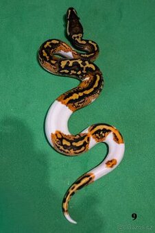 Krajta královská/python regius