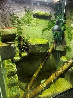 Agama hardún (Laudakia stellio)