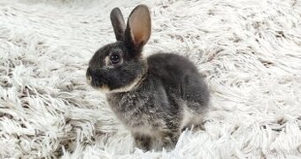 Zakrslý králík, králíček -(REX)-DYLAN A DAISY