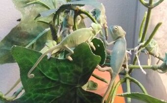 Chameleon jemenský, 3 měsíce a Terárium nové. Předání Praha