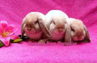 ROZTOMILÍ KRÁLÍČCI HLEDAJÍ NOVÝ DOMOV ❤️❤️❤️