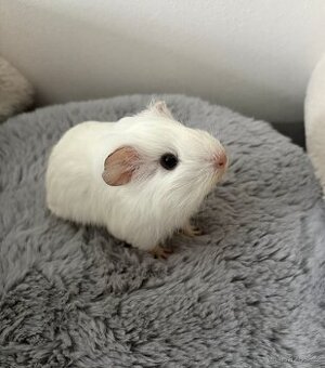 Morče samička- rezervace