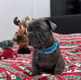 Francouzský buldoček - 1