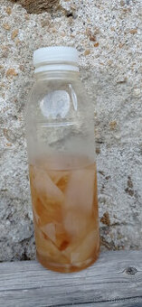 Čajová houba KOMBUCHA vč. matečného nálevu