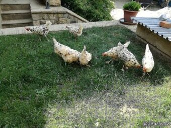 VLASKA EXCHEQUER loňští kohoutci