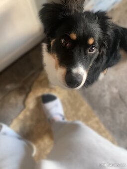 Štěně Australský ovčák