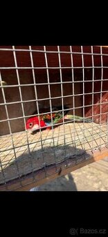 Prodám nebo vyměním samce rosely za samici