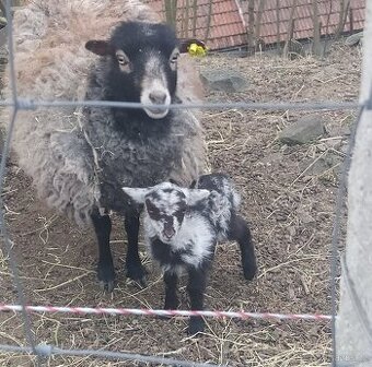 Beránci ovce quessantské