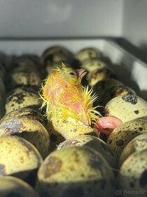 Násadová vajíčka křepelky anglické bílé