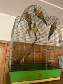 Papoušci malý - Pyrura zelenolící - 1