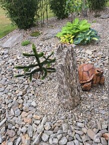 Kamenna kura, rula, zkamenele drevo