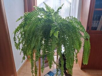 Nephrolepis, Ledviník, kapradina + poštovné