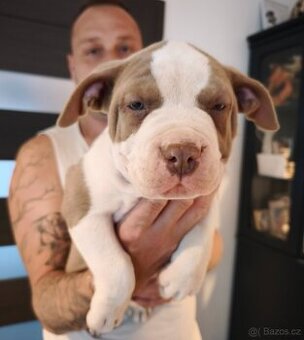 American Bully POCKET/Standard TOP krevní linie