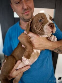 American Bully POCKET TOP krevní linie