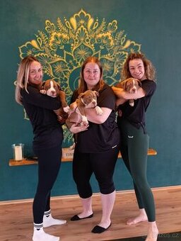 American Bully POCKET TOP krevní linie