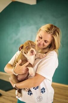 American Bully POCKET TOP krevní linie