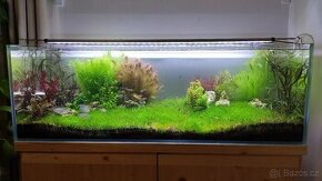 Akvarium Optiwhite, aquascaping - cca 200 l - 1
