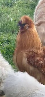 Kohoutci hedvabničky