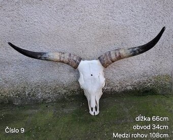 Trofeje, maďarský stepný