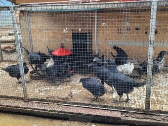 Kohouti ayam cemani