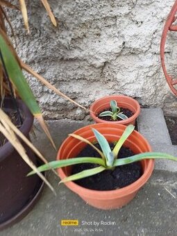 Agave