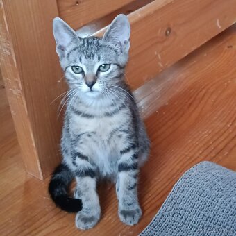 Koťátka k adopci