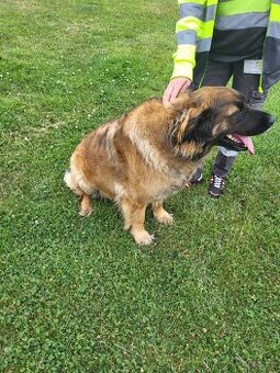 Leonberger hledáme krytí
