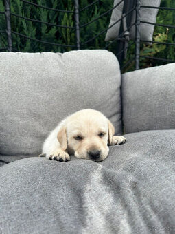Labrador