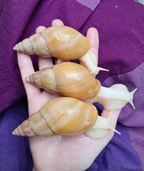 Lissachatina fulica full - africký šnek